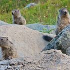 3 marmottes