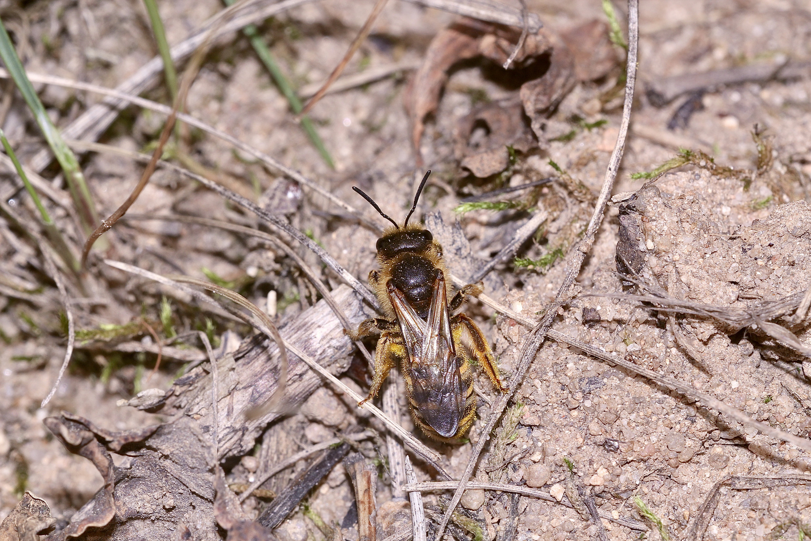 (3) "Meine" Bienenkolonie 2019 - Im kalten Winter Vorfreude auf den nächsten Sommer ...