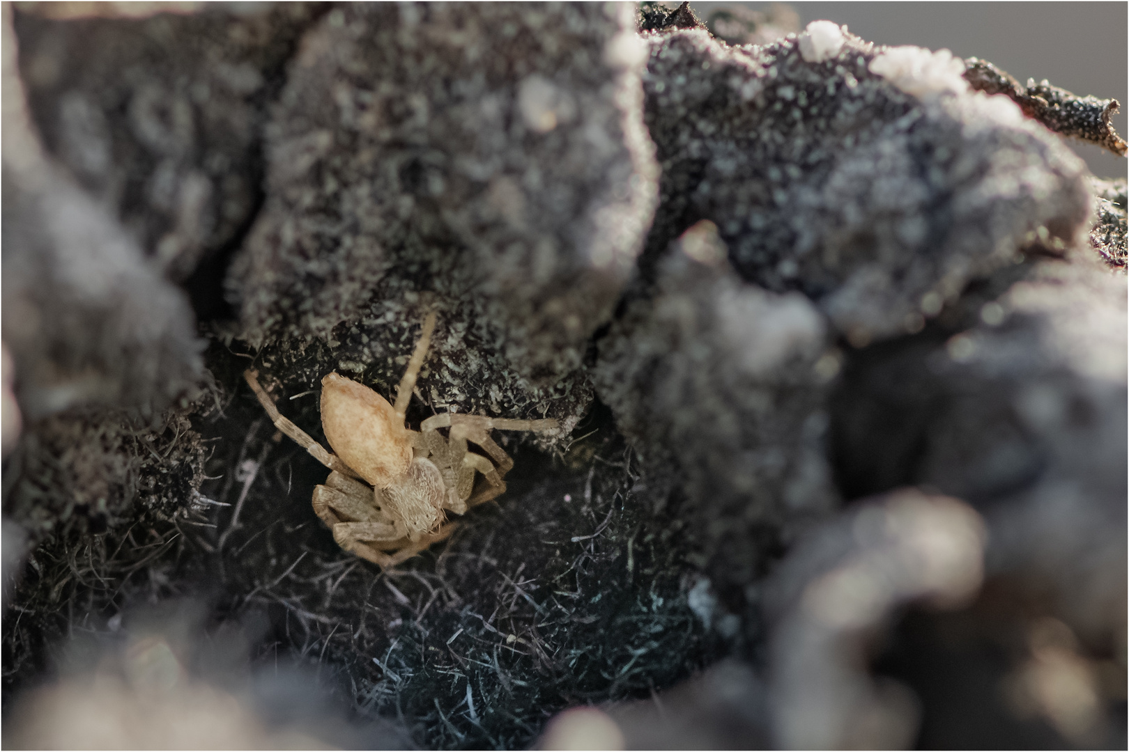 "3 mm Körperlänge" - winzige Spinne in verblühter Sonnenblume aus dem letzten Jahr