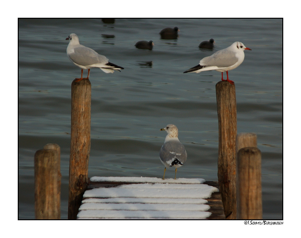 3 Möven am Chiemsee