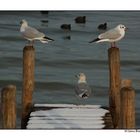 3 Möven am Chiemsee