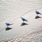 3 Möwen am Strand