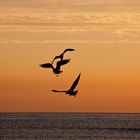 3 Möwen Sankt-Peter-Ording