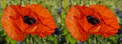 3. _ Mohn _