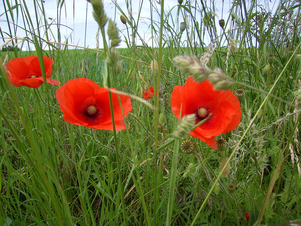 3 Mohnblüten im Sommerfeld