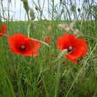 3 Mohnblüten im Sommerfeld