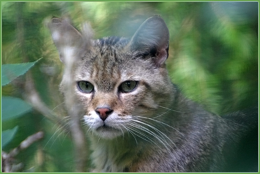 3 Monate alte Wildkatze