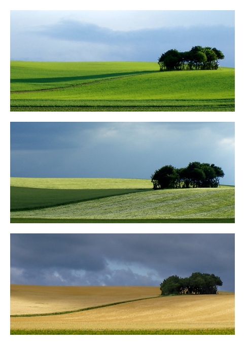 3 Monate in Rheinhessen