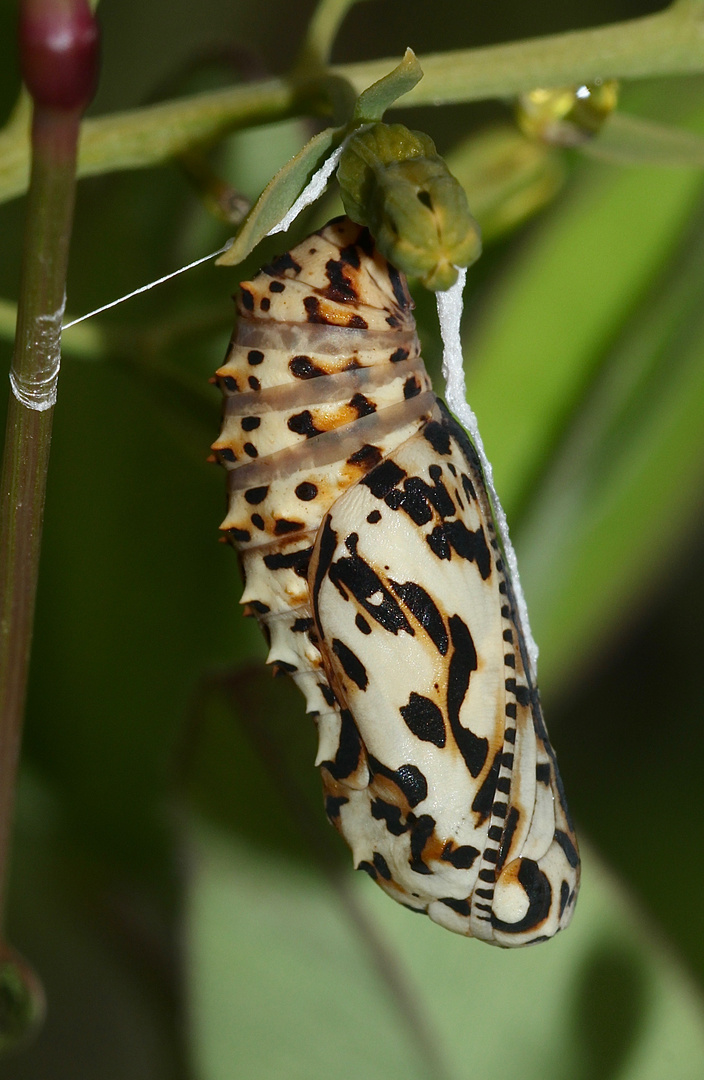 (3) MONTAGNACHMITTAGSRÄTSEL!!! Auflösung: Stürzpuppe des Roten Scheckenfalters (Melitaea didyma).