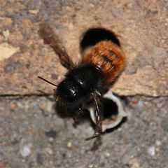 (3) Na ja . . . Immerhin sehe ich zum ersten Mal den Jungfernflug einer Wildbiene (Osmia cornuta)!