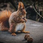 3 Nüsse für ein Eichhörnchen