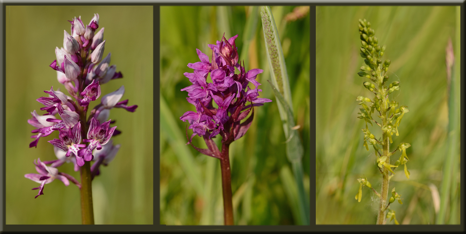 3 Orchideenarten Heute Gefunden Foto Bild Bluten Pflanzen Wildlife Bilder Auf Fotocommunity