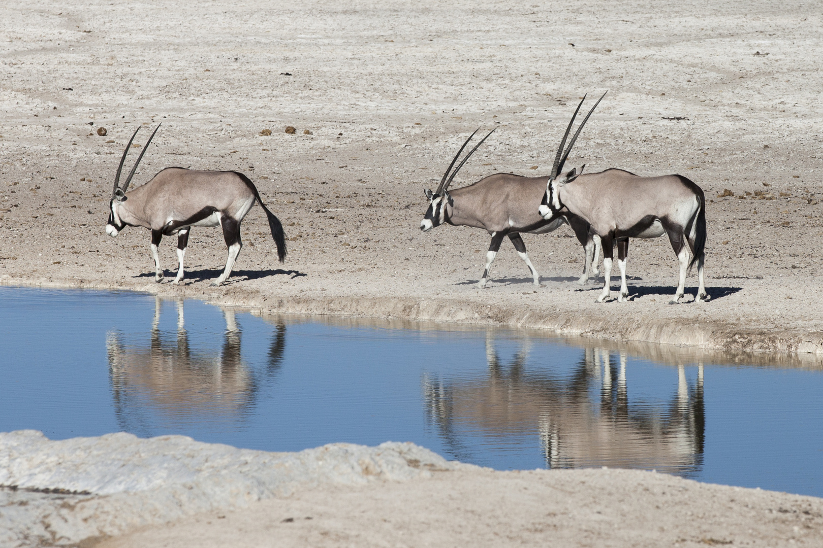 3 Oryx am Wasserloch