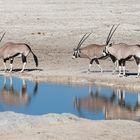 3 Oryx am Wasserloch