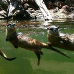 3 Otter