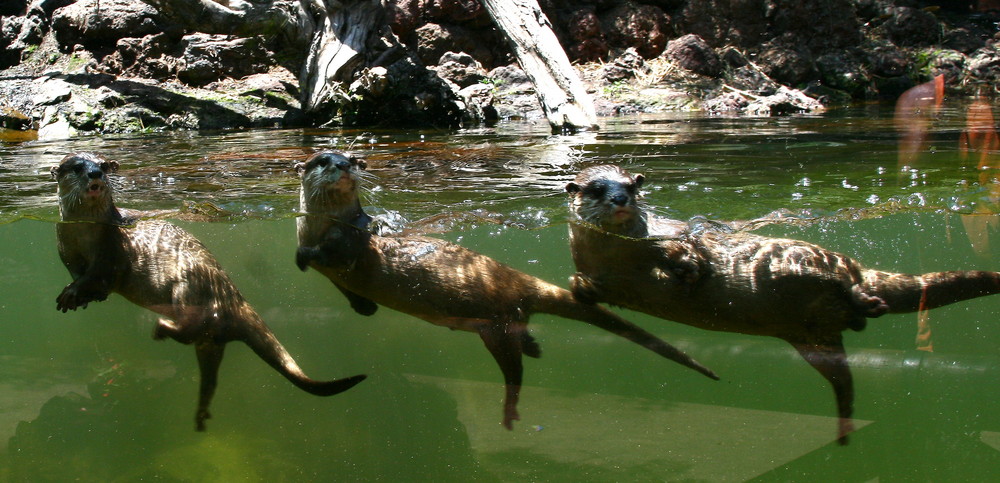 3 Otter