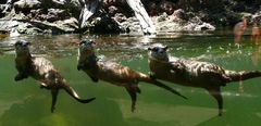 3 Otter