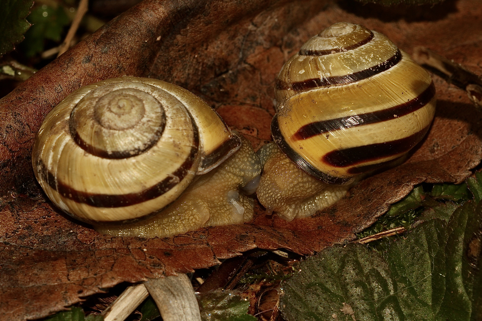 (3) Paarungen der Schwarzmündigen (Hain-)Schnirkelschnecke (Cepaea nemoralis)