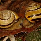 (3) Paarungen der Schwarzmündigen (Hain-)Schnirkelschnecke (Cepaea nemoralis)