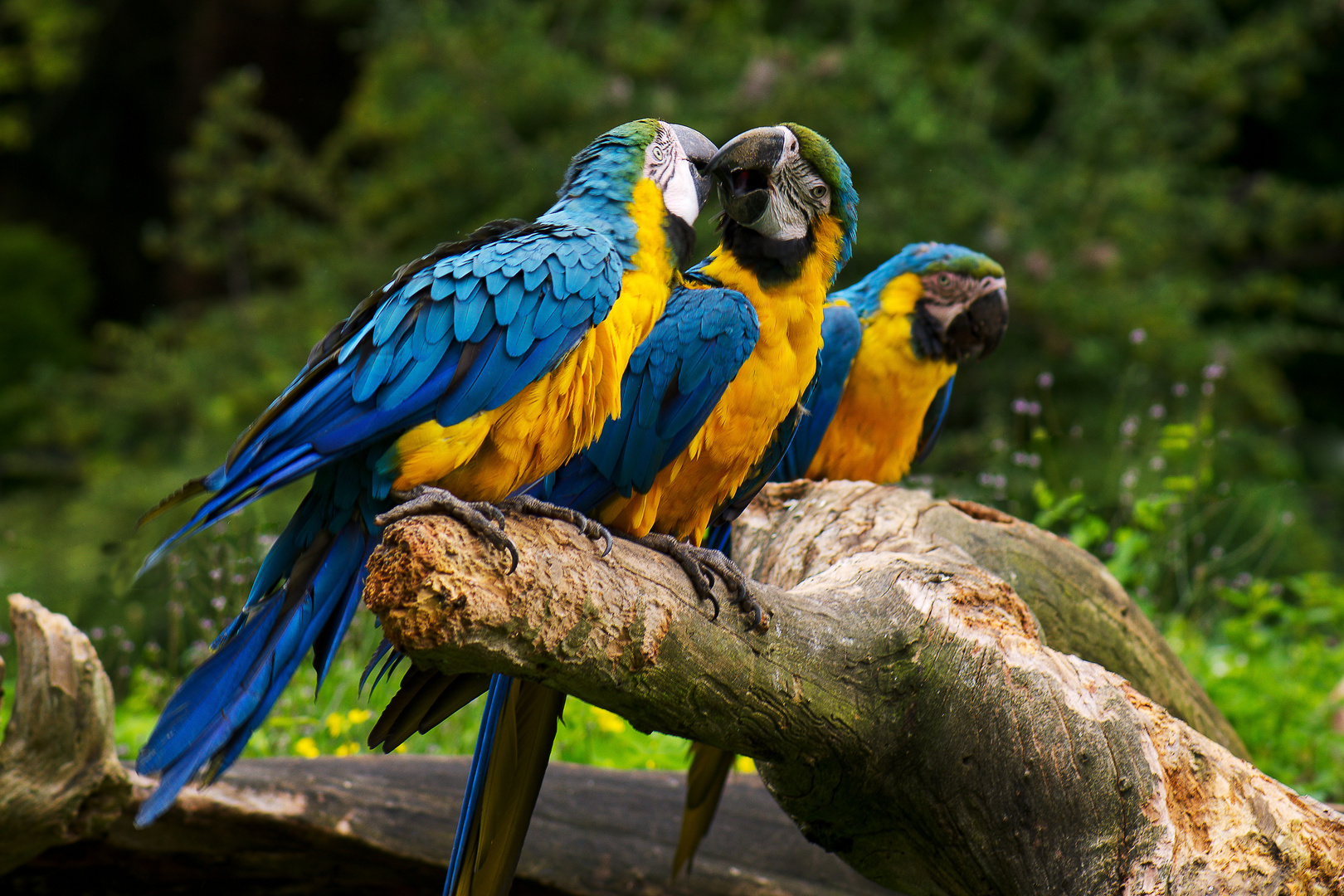3 Papageien Foto & Bild | tiere, tierfreundschaften, natur Bilder auf