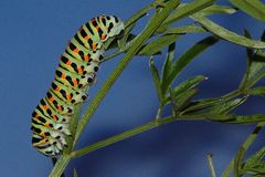 3 - Papilio erwachsene Raupe