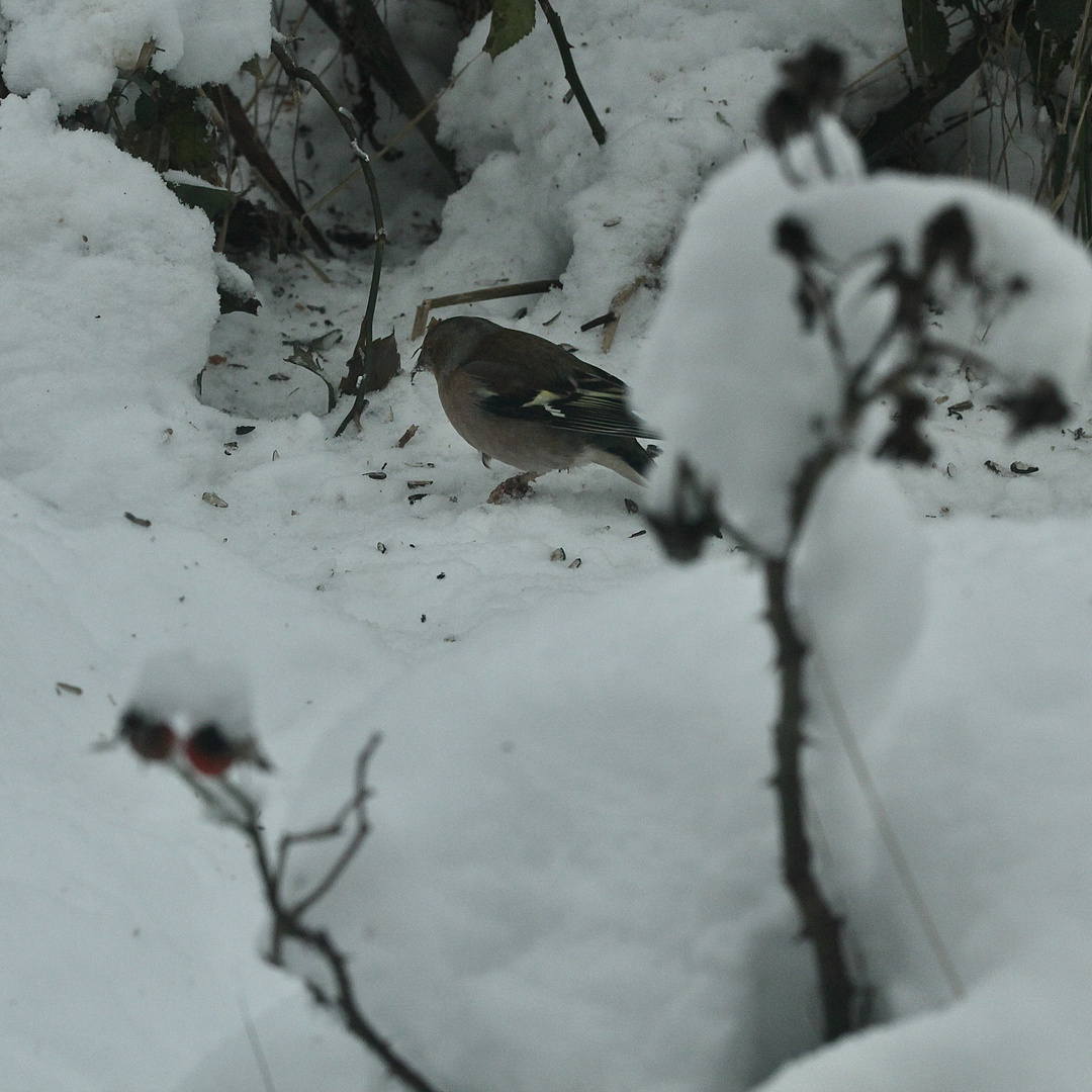 (3) Papillomatose ("Finkenfuß") beim Buchfink (Fringilla coelebs)