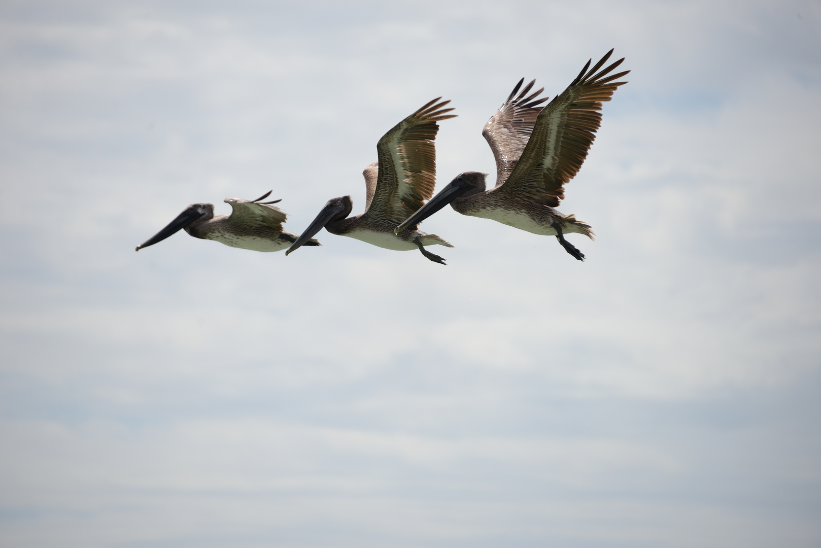 3 Pelicans 