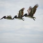 3 Pelicans 