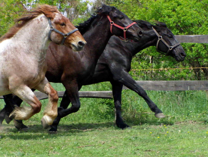 3 Pferdestärken