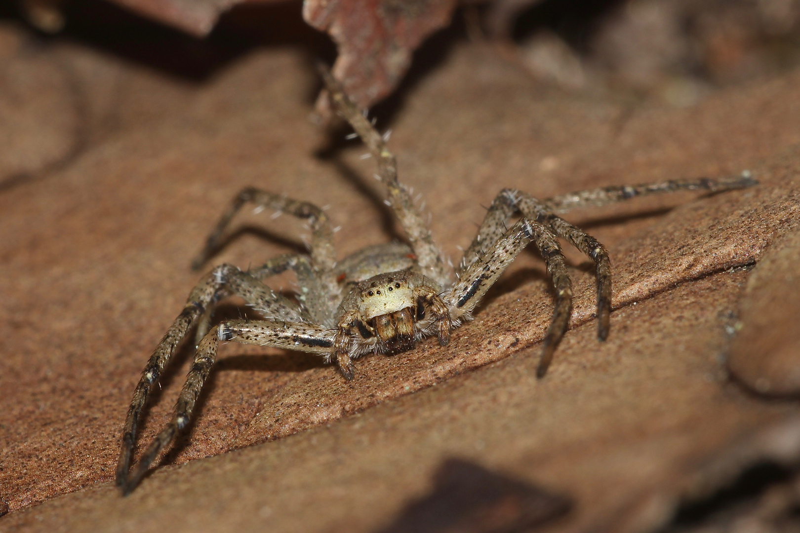 (3) PHILODROMUS MARGARITATUS - ein Weibchen.