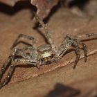 (3) PHILODROMUS MARGARITATUS - ein Weibchen.