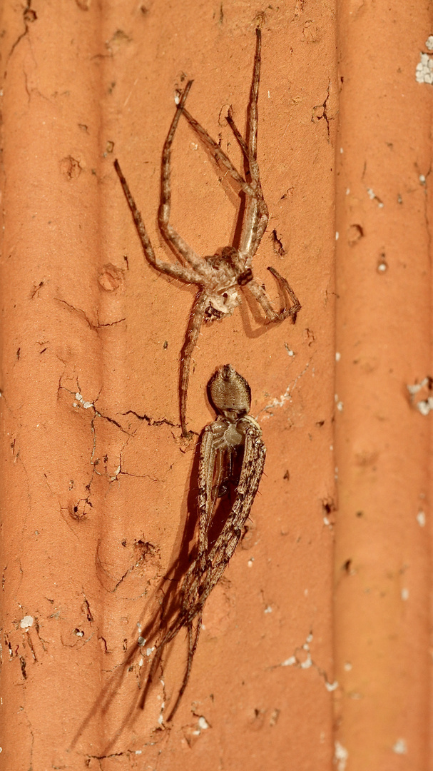 (3) PHILODROMUS MARGARITATUS - Für Anna-Dora Sartori, unsere "grande dame" der Naturfotografie, ...