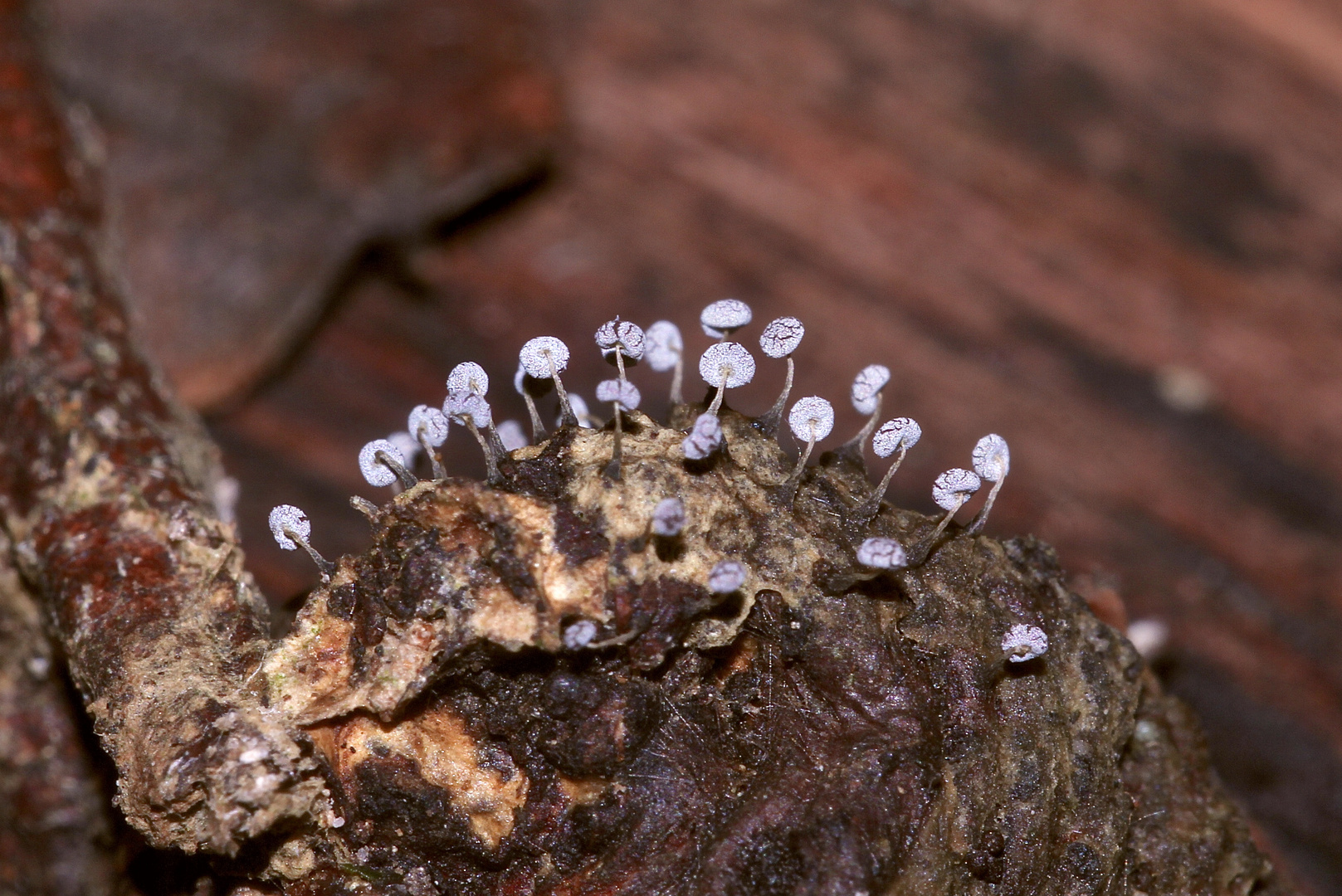 (3) PHYSARUM NUTANS - ein Schleimpilz