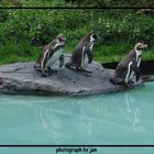 3 Pinguine im Krefelder Zoo