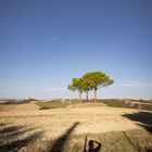 3 Pinien, Schatten einer Zypresse, Schatten eines im Hochformat Fotografierenden, Mond