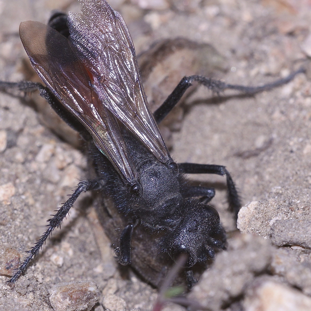 (3) PODALONIA HIRSUTA, ...