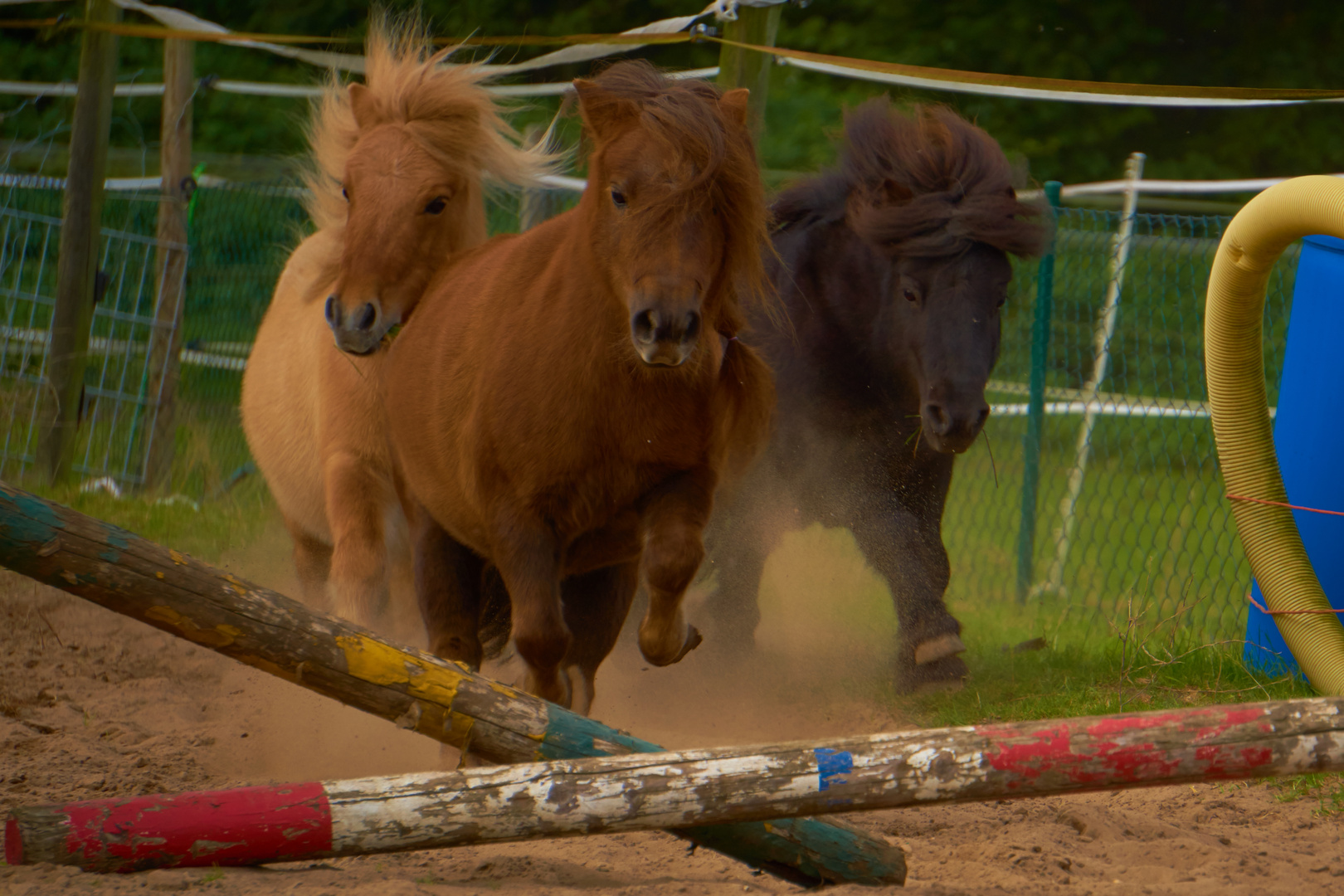 3 Ponys
