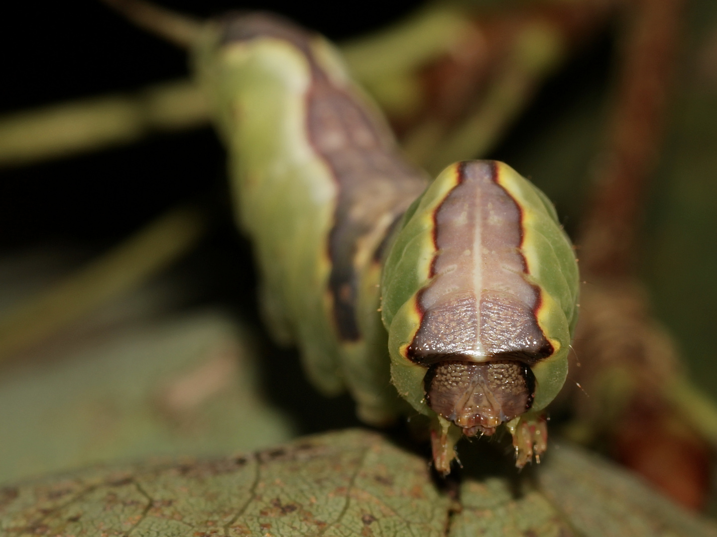 (3) Portrait der Raupe des Kleinen oder Espen-Gabelschwanzes (Furcula bifida)