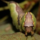 (3) Portrait der Raupe des Kleinen oder Espen-Gabelschwanzes (Furcula bifida)