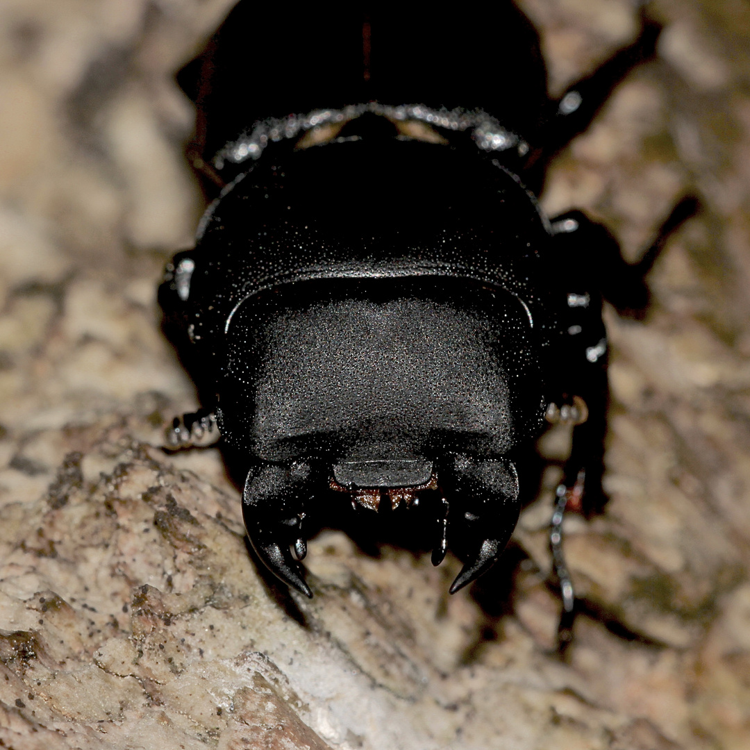 (3) Portrait des Männchens eines Balkenschröters (Dorcus parallelipipedus)