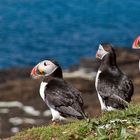 | 3 Puffins |