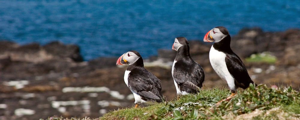 | 3 Puffins |