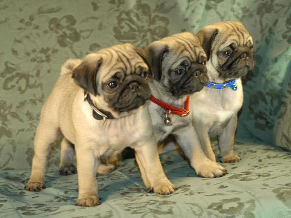 3 pugs