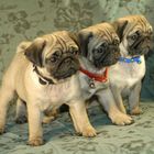 3 pugs