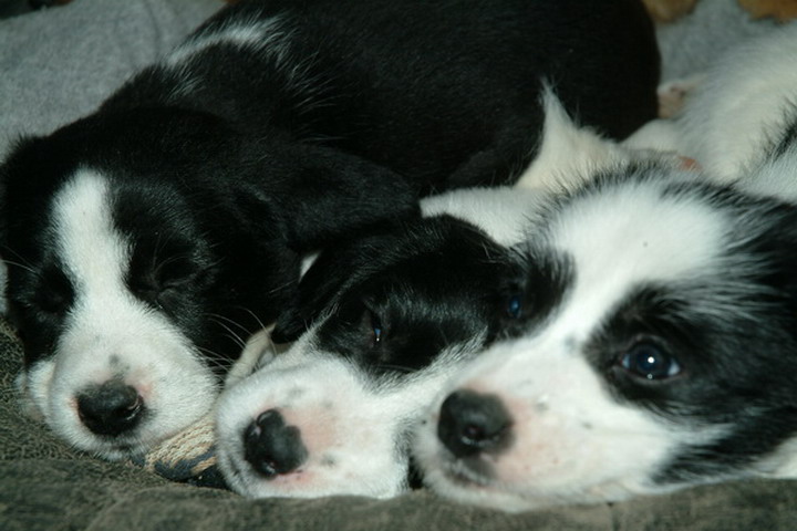 3 PUPPY BROTHERS