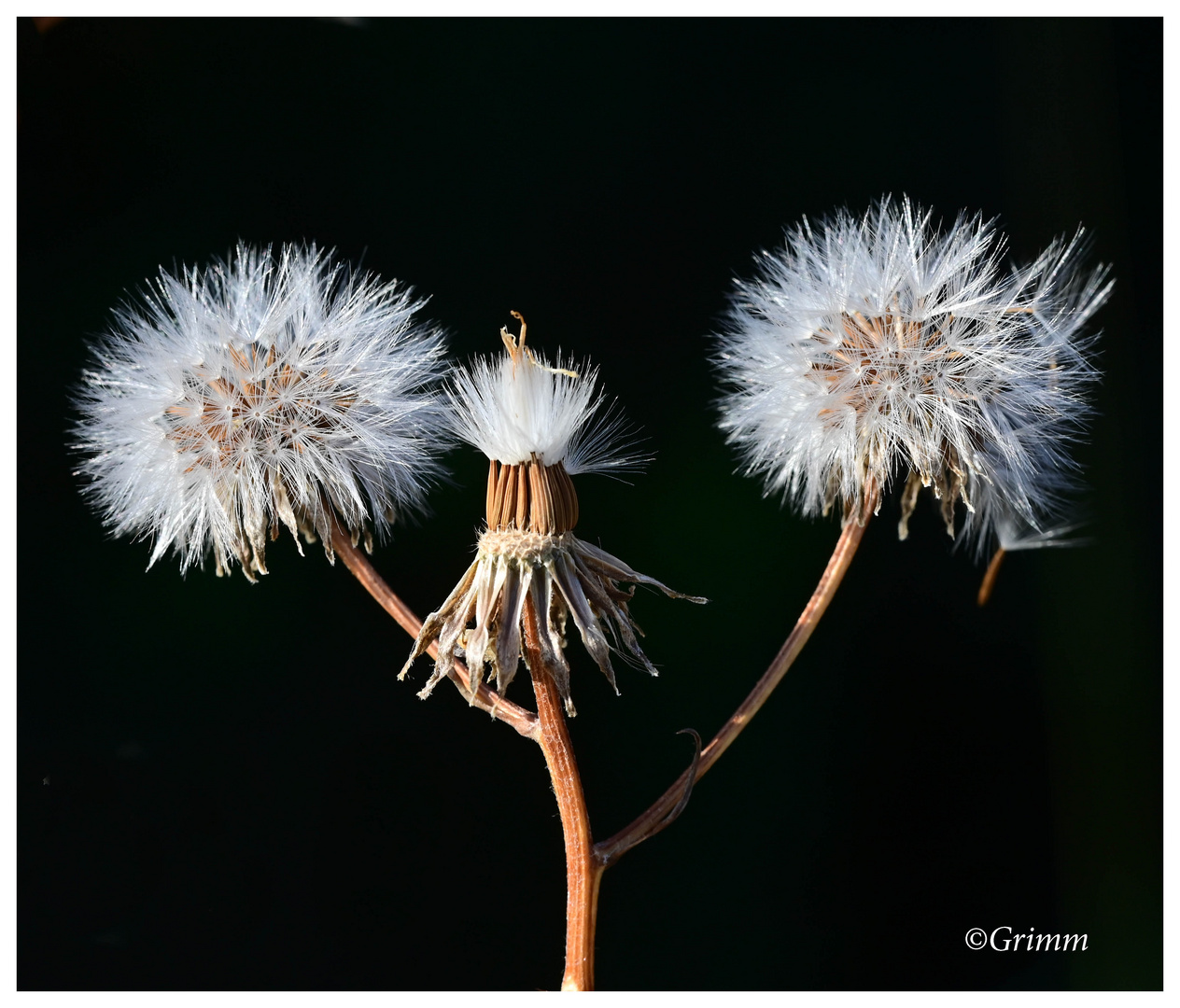 3 Pusteblumen