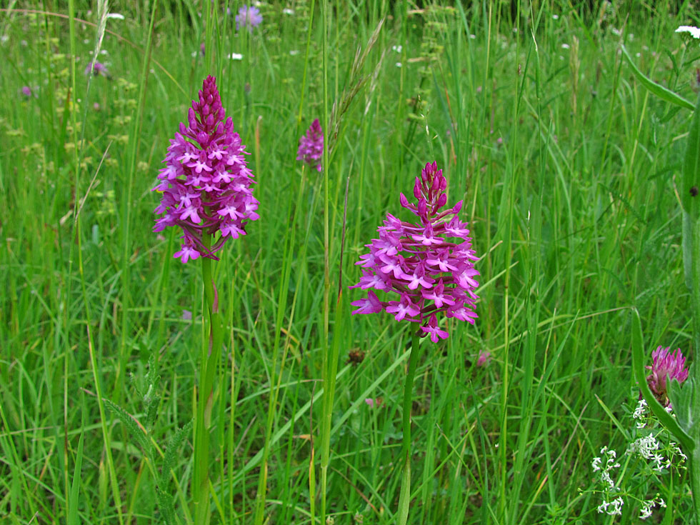 3 Pyramidenorchis