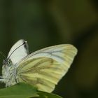 (3) Rapsweißling (Pieris napi)