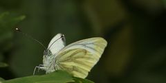 (3) Rapsweißling (Pieris napi)