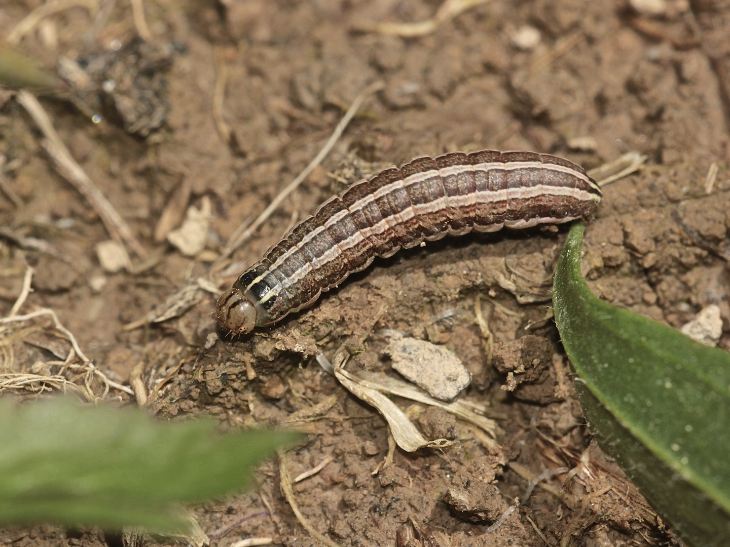 (3) Raupe der Weißgerippten Lolcheule (Tholera decimalis) 